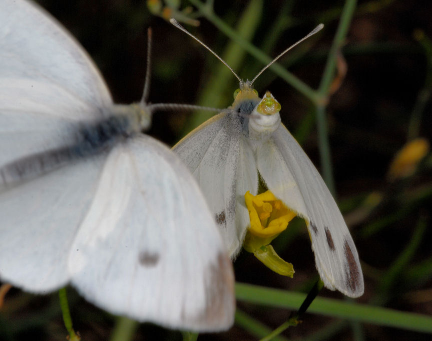 Farfalle, farfalle, anche in approccio amoroso!